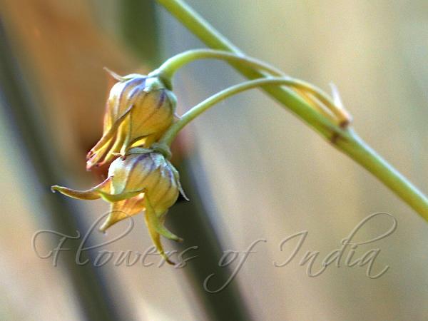 Rush Milkweed